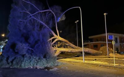 Cade albero di pino lungo il Corso Sicilia. Tragedia sfiorata a Giarre
