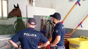 Catania, scoperte sei stalle abusive. Elevate sanzioni per 17 mila euro