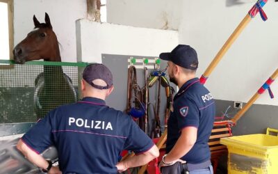 Catania, scoperte sei stalle abusive. Elevate sanzioni per 17 mila euro